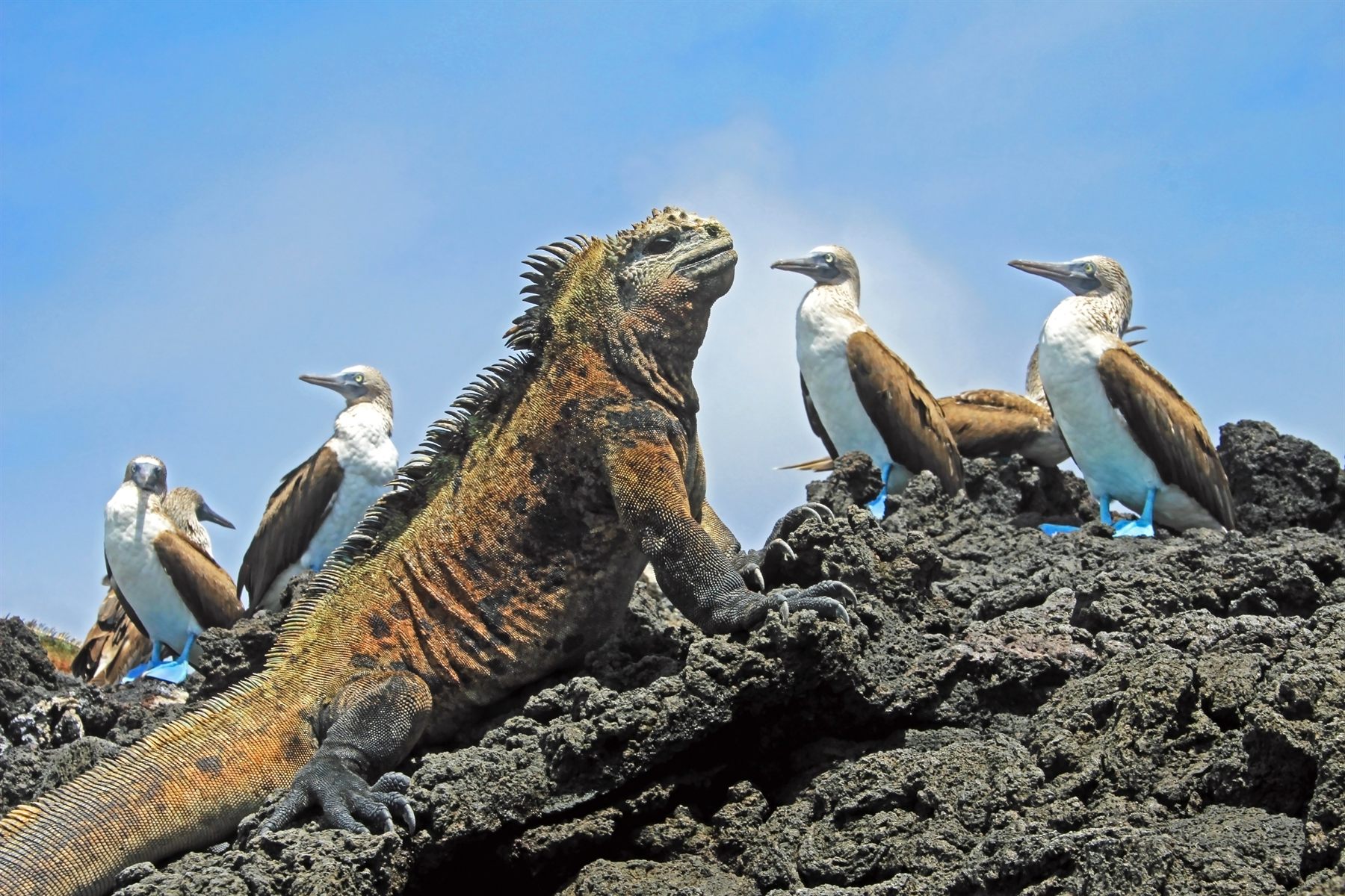 A marine iguana and blue-footed boobies together on black lava rock in the Galápagos