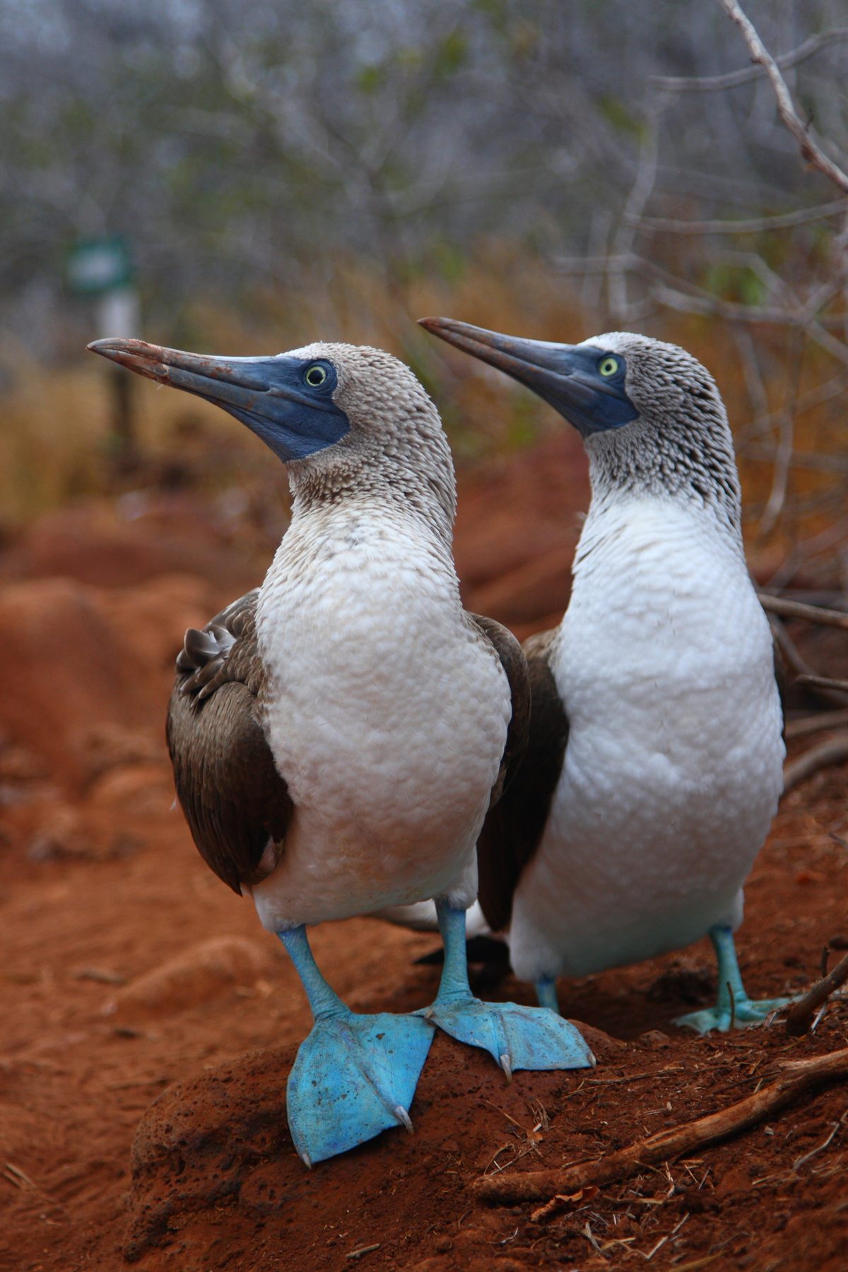 A pair of blue-footed boobies standing on red earth in the Galápagos