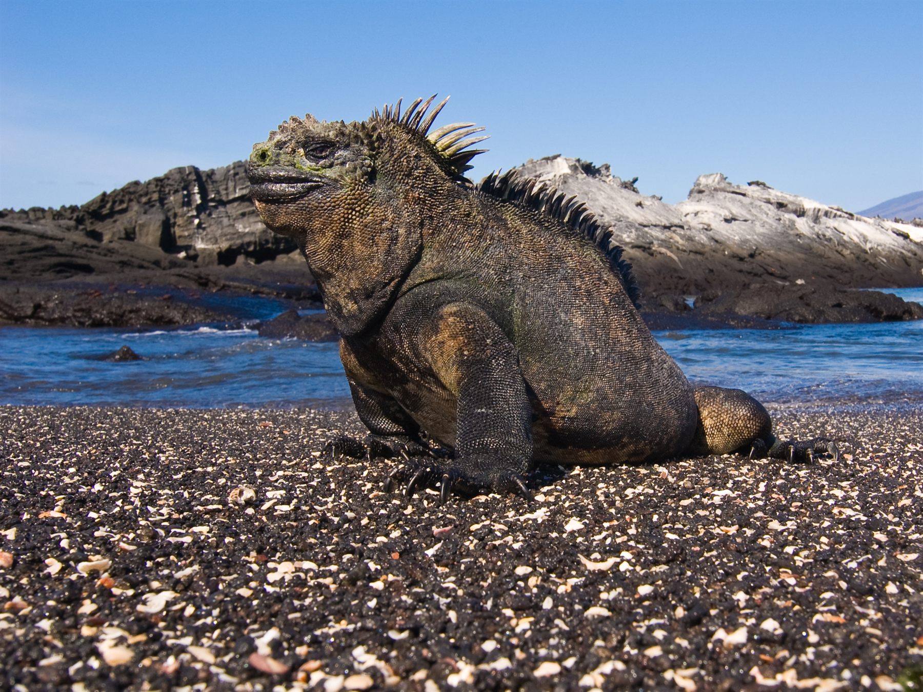 A marine iguana on a pebble shore beside black lava rock in the Galápagos
