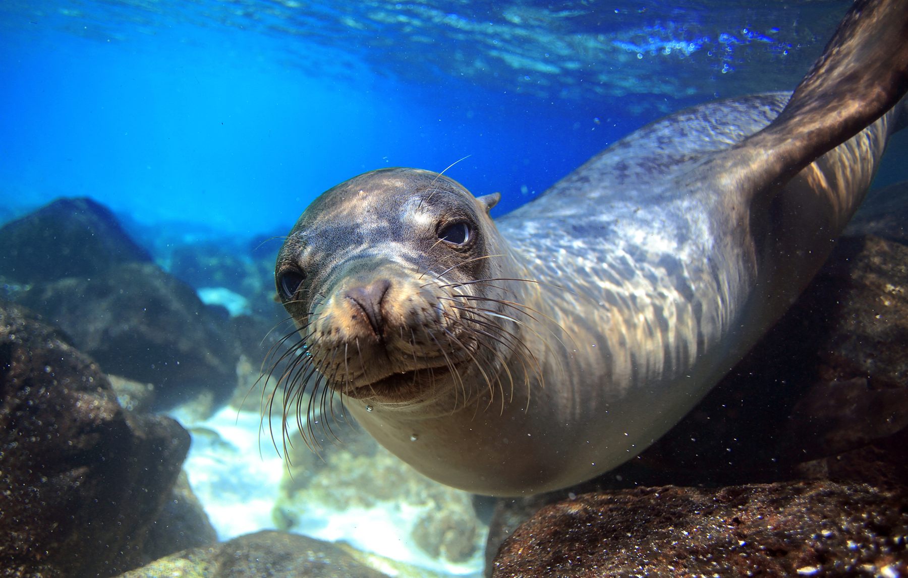A curious Galápagos sea lion swimming close to the camera underwater