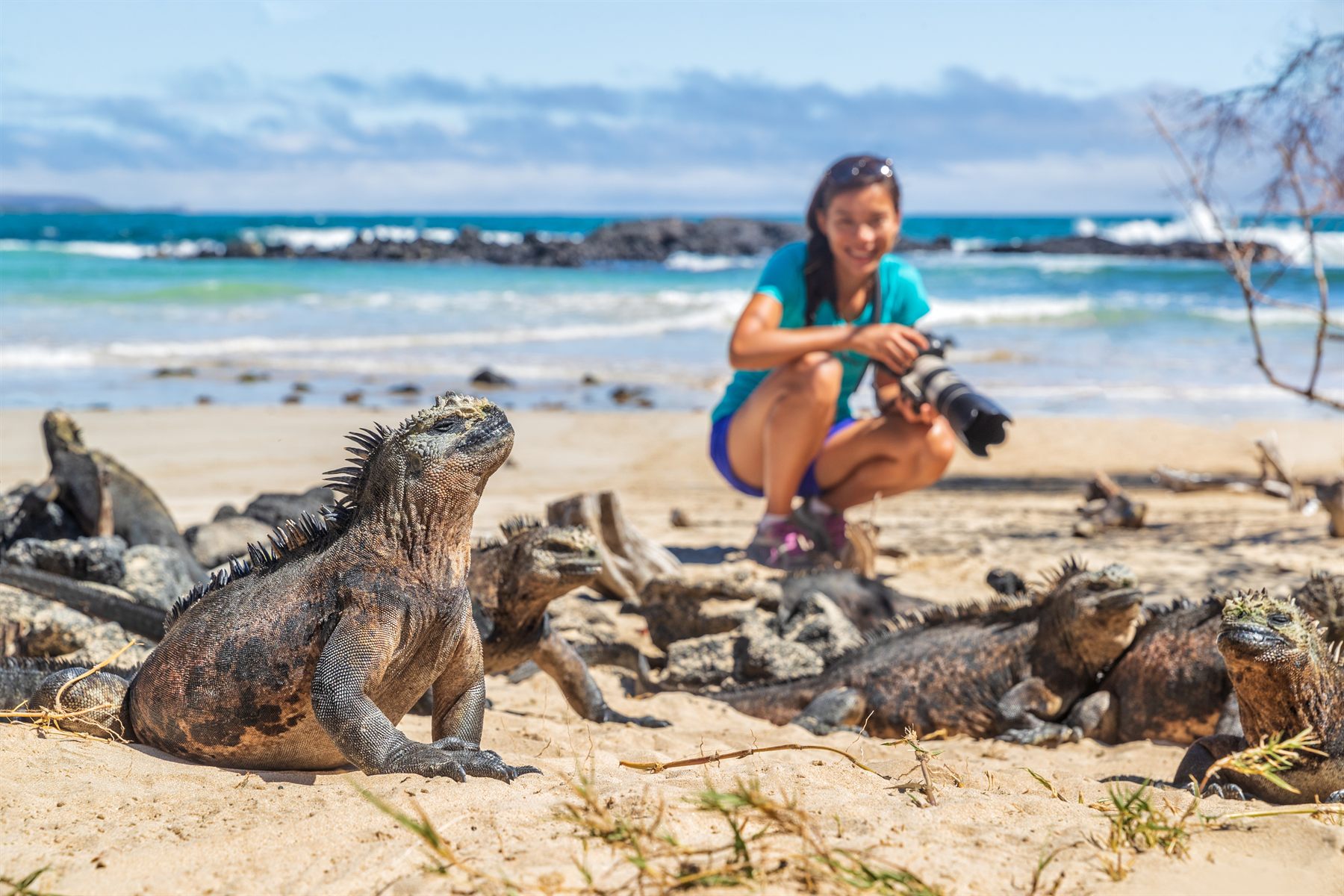 A young woman photographing a group of marine iguanas on a Galápagos beach