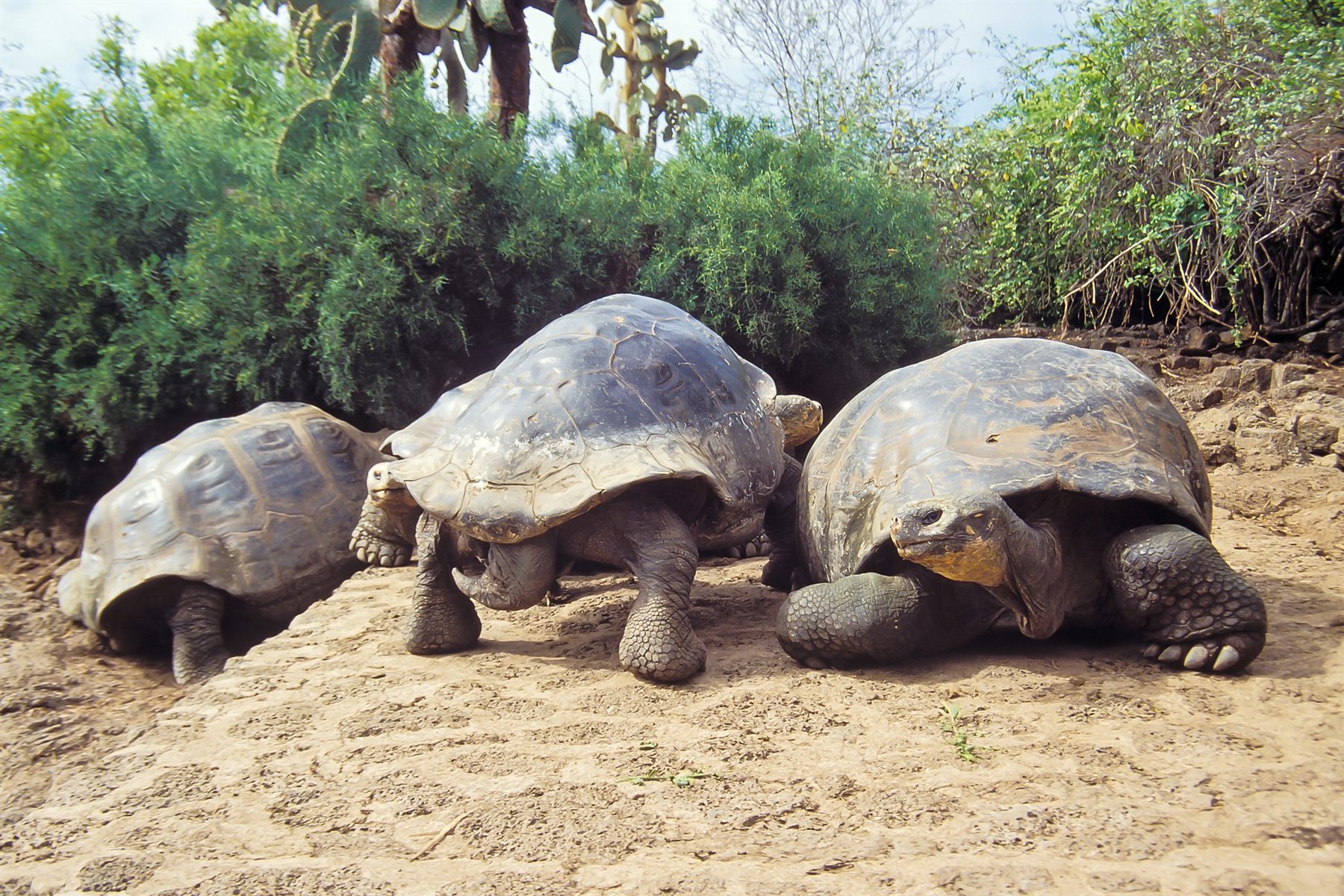 Galápagos Expedition Cruises — Galápagos Expedition Cruises