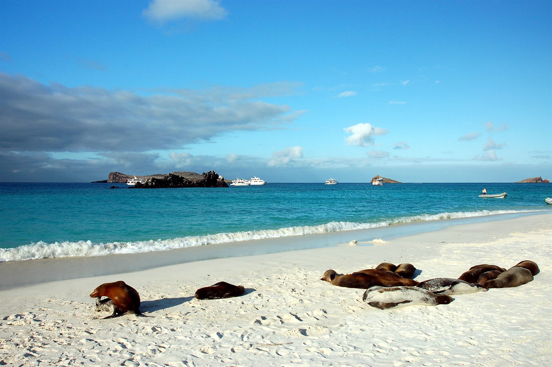 Galápagos sea lions resting on a white-sand beach by turquoise water